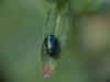 Altica sp.